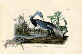 Lousiana Heron